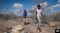 Watoto wa wafugaji wakipita karibu na ng'ombe waliokufa kutokana na ukosefu wa maji na lishe katika jangwa la Dertu, Kaunti ya Wajir, Kenya Oct. 24 2021.
