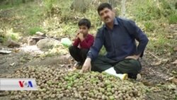 Li Hewremanê Dema Çinîna Gozan E