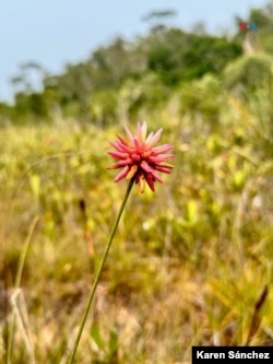 Flor de Inírida de verano. [Foto: Karen Sánchez, VOA]