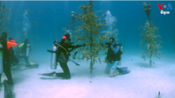 សីតុណ្ហភាព​ឡើង​កម្តៅ​ក្នុង​សមុទ្រ​ធ្វើ​ឱ្យ​ប៉ះពាល់​ដល់​ផ្កាថ្ម​នៅ Florida