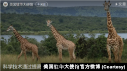 美國駐華大使館官方微博2月2日發表的科學家們如何利用科學技術保護長頸鹿的文章附圖。