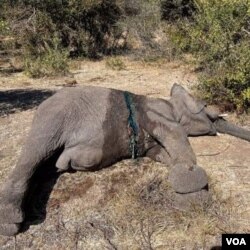 Babulala lendlovu ...