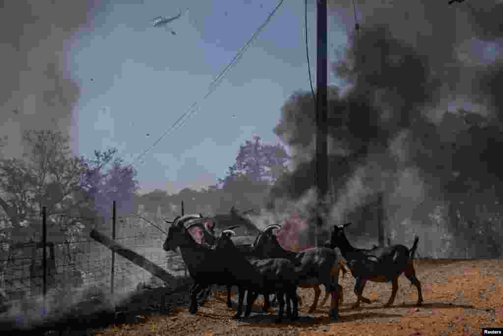 Goats run away as firefighters battle the Grubbs fire near Palermo, California, July 3, 2024.