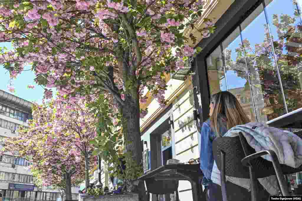 Cherry blossom in Skopje, North Macedonia, 04.04.2024