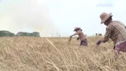 ဓါတ်မြေဩဇာဈေးကန့်သတ်မှု အကျိုးဆက်
