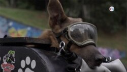 Max, uno de los protagonistas de @rodando_sobre_huellas. [Foto: Johan Reyes, VOA]