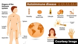 Organs of the immune system. (Courtesy of the National Institute of Environmental Health Sciences)