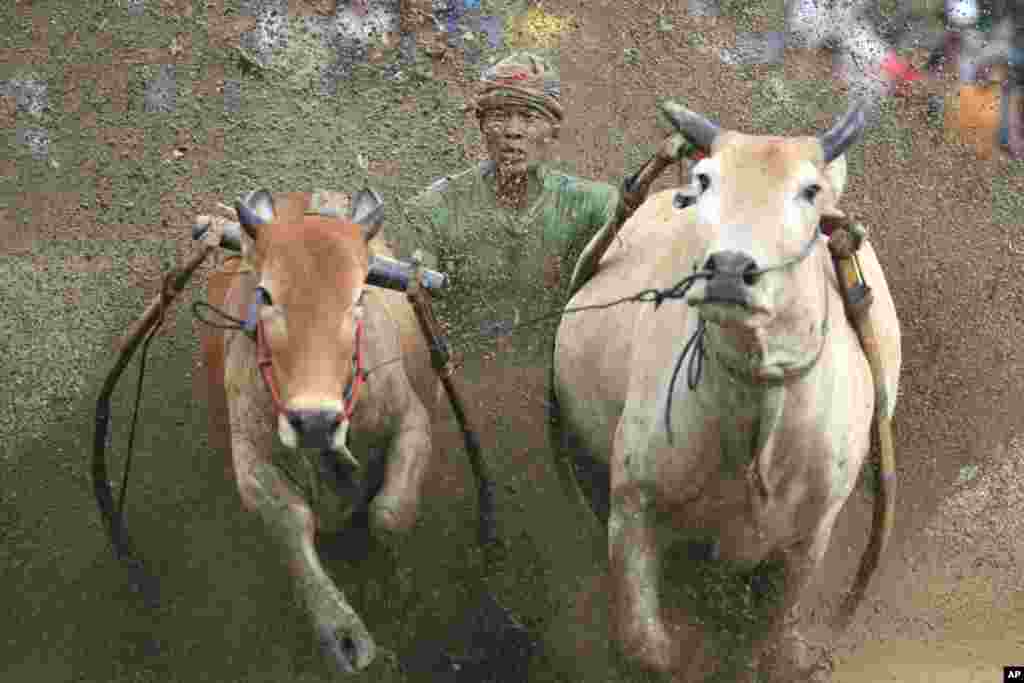 Seorang peserta mengikuti kompetisi pacu kerbau 'Pacu Jawi' di Tanah Datar, Sumatra Barat, pada 23 Desember 2023. (Foto: AP/Adi Prima)