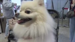 ထိုင်ဝမ်မှာ ကလေးမွေးဖို့ထက် အိမ်မွေးတိရစ္ဆာန် ဦးစားပေးလာ
