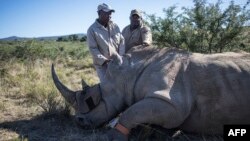 Walinzi wa hifadhi wakimkagua kifaru aliyeshambuliwa kwa mshali katika hifadhi ya vifaru ya Kloof Aprili 5, 2023. Picha na Michele Spatari / AFP