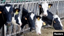 法國利濟訥鎮的一個養牛場的母牛。 (2020年2月12日)