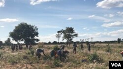 Camponeses agricultura angola 