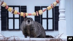 Мрмотот Фил не гледа сенка на годишната прослава