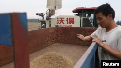 中國河南省駐馬店的農民在查看剛剛收獲的小麥。（2023年6月5日）