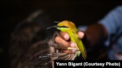 អ្នកលក់លើកបង្ហាញចាបមួយគូនៅម្តុំមាត់ទន្លេក្នុងរាជធានីភ្នំពេញ។ (រូបផ្តល់ឱ្យដោយលោក Yann Bigant)