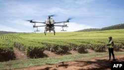 Mfanyakazi akisambaza mbolea katika shamba la chai la Musereita Octoba 21, 2022. Picha na Patrick Meinhardt / AFP. 