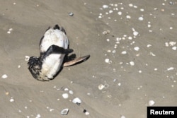A dead penguin lies on the Atlantic Ocean's coast, during a Bird Flu outbreak, in Sao Jose do Norte, in the State of Rio Grande do Sul, Brazil, November 21, 2023. (REUTERS/Diego )
