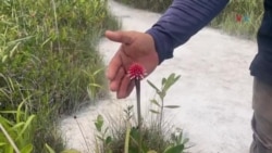 Recorrido por los terrenos del Amazonas colombiano donde nace la Flor de Inírida, la imagen de la COP16