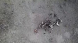 အပူလှိုင်းဂယက်ကြောင့် စားနပ်ရိက္ခာရှားပါးမှုနဲ့ကြုံနေရသူ သန်းချီရှိ