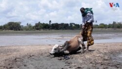 សកម្មជនកេនយ៉ា ស្វះស្វែងរកការការពារពីការប្រែប្រួលអាកាសធាតុ ក្នុងគ្រាជំនន់និងគ្រោះរាំងស្ងួតមិនធ្លាប់មាន