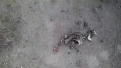  ပင်လယ်ရေပူနွေးမှုကြောင့် သန္တာကျောက်တန်းကြီးတွေပျက်စီးလာနေ
