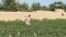 Pashto Digital Former Poppy Farmer Balkh 07.16.2024 by Sohaib Niazman.mp4
