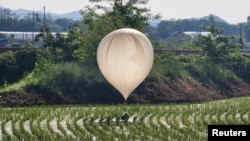 Sebuah balon yang diyakini dikirim oleh Korea Utara, membawa berbagai benda termasuk sampah dan kotoran, terlihat setelah mendarat di sawah di Cheorwon, Korea Selatan, 29 Mei 2024. (Yonhap via Reuters)