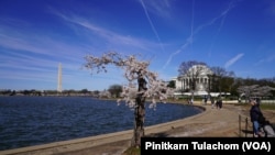 นักท่องเที่ยวแวะเวียนเข้ามาสัมผัสและเก็บความทรงจำครั้งสุดท้ายกับ 'สตัมปี' ต้นซากุระริมอ่างเก็บน้ำไทดัล เบซิน ที่จะถูกถอนในช่วงเดือนพฤษภาคม 2024 เพื่อปรับปรุงพื้นที่