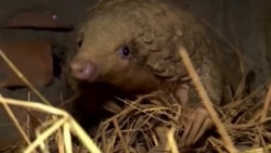 Inteligencia artificial para proteger a los pangolines 