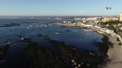 Reptil marino que vivió hace 70 millones de años