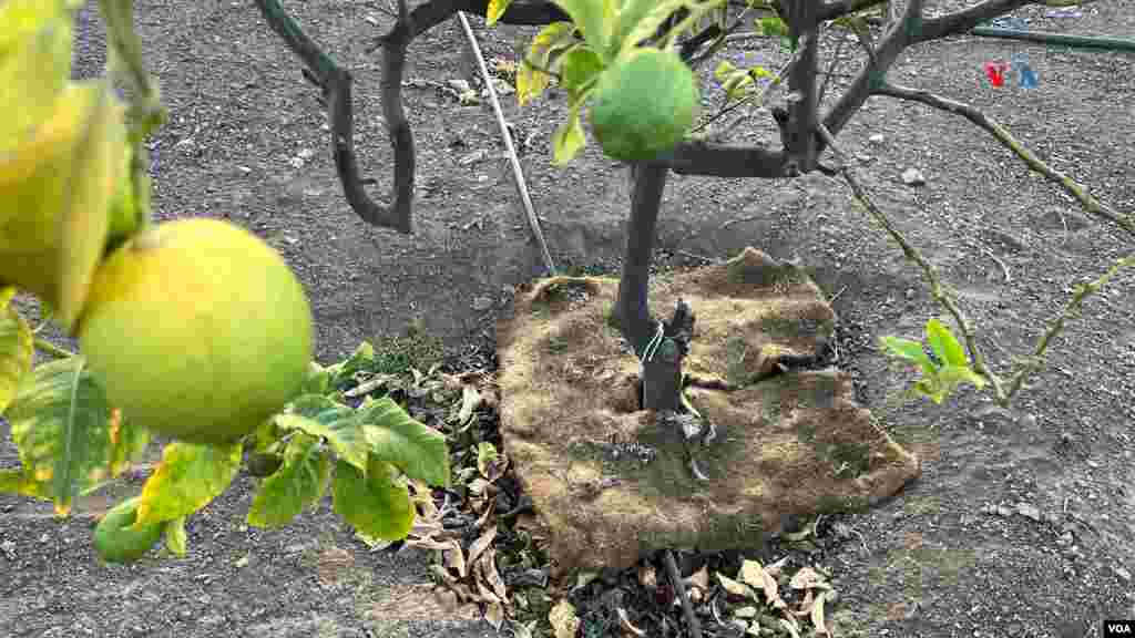 Los cultivos de cítricos en Chile se benefician de las alfombras elaboradas con cabello humano.