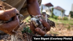 លោក ជឿន លៀង យកចាបចេញពីអន្ទាក់។ ជាទូទៅ លោកចាប់ចាបបានប្រមាណ ១៥០ក្បាលក្នុងមួយថ្ងៃ និងចាប់បានច្រើនជាងនេះ មុនថ្ងៃសីល ។ (រូបផ្តល់ឱ្យដោយលោក Yann Bigant)