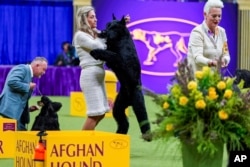 Monty, a giant schnauzer, takes part in the best in show competition at the 148th Westminster Kennel Club dog show Tuesday, May 14, 2024, at the USTA Billie Jean King National Tennis Center in New York. (AP Photo/Julia Nikhinson)