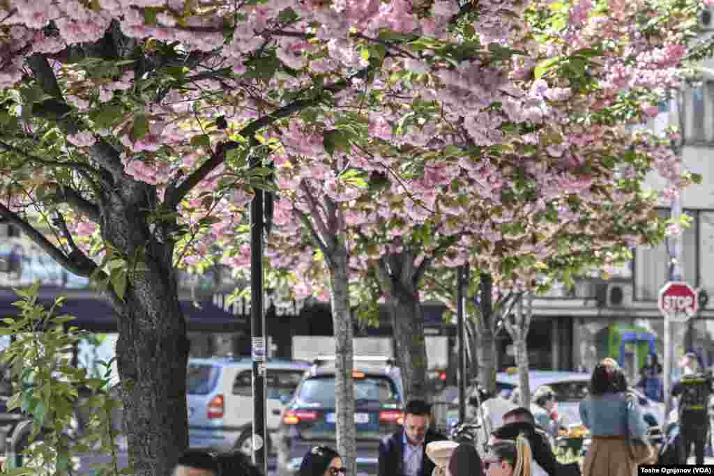 Cherry blossom in Skopje, North Macedonia, 04.04.2024