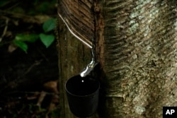FILE - A rubber tree is prepared for rubber extraction at the Chico Mendes Extractive Reserve, Acre, Brazil, December 6, 2022. (AP Photo/Eraldo Peres, Archive)