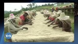 በቀይ ባሕር ቀውስ ኢትዮጵያ ወደ አውሮፓ የምትልከው የቡና መጠን ቀንሷል