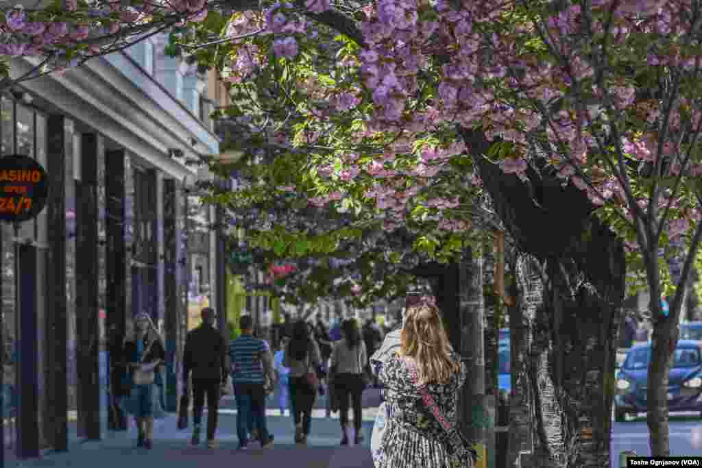 Cherry blossom in Skopje, North Macedonia, 04.04.2024