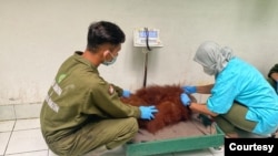Keterangan foto: Orangutan Sumatra yang menjalani rehabilitasi di Sekolah Hutan Jantho Aceh. (Courtesy: BBKSDA Sumut)