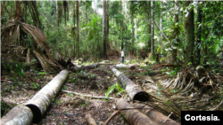 La Amazonía, que abarca la cuenca del río Amazonas y una extensa selva tropical, la más grande del mundo, es famosa por su inigualable biodiversidad y numerosas especies aún no descritas. [Fotografía: Cortesía Iván Brehaut] 