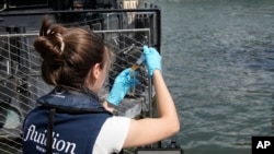 Aurelie Lemaire, a microbiology research intern, uses a reagent to test the Seine river water quality, Aug. 4, 2023 in Paris.