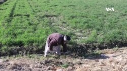 په کندهار کې کروندګر د اوبو له کمښت څخه شکایت لري