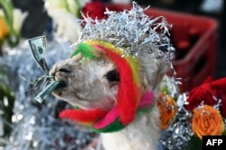 Una llama adornada y llevando billetes de dólares en la boca es uno de rituales para agradecer a la diosa Pachamama (Madre Tierra) en los Andes bolivianos cerca de La Paz, el 1 de agosto de 2023. (Foto de AIZAR RALDES / AFP)