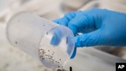ARCHIVO - Un técnico de laboratorio separa pupas y larvas de mosquitos portadores de la bacteria "wolbachia", que bloquea el dengue, criada en la biofábrica de la Fundación Oswaldo Cruz en Río de Janeiro, Brasil, el martes 27 de febrero de 2024. 