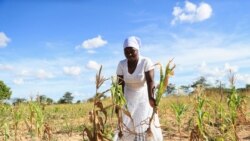 Agricultura: Sementes geneticamente modificadas podem enfrentar El-Niño