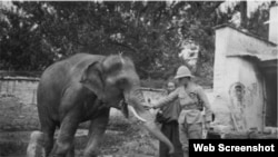 Bhutan Elephants in Lhasa( The photo the British Library)