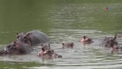 ¿Cómo es investigar sobre los hipopótamos en Colombia?