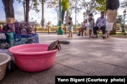 អណ្តើកស្រែ ព្យាយាមវារចេញពីចានកន្ធន់មួយ។ អណ្តើកស្រែនេះត្រូវបានចុះបញ្ជីជាប្រភេទសត្វជិតផុតពូជនៅលើសាកលលោក ប៉ុន្តែត្រូវបានចាប់ព្រលែងនៅកម្ពុជា ដើម្បីសុំសេចក្តីសុខ ។ (រូបផ្តល់ឱ្យដោយលោក Yann Bigant)