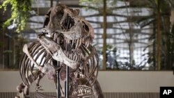 اسکلت فسیل‌شده یک «تیرانوسوروس رکس» ۶۷ میلیون ساله به نام «ترینیتی» در خانه حراج «کولر» زوریخ، سوئیس - ۲۹ مارس ۲۰۲۳