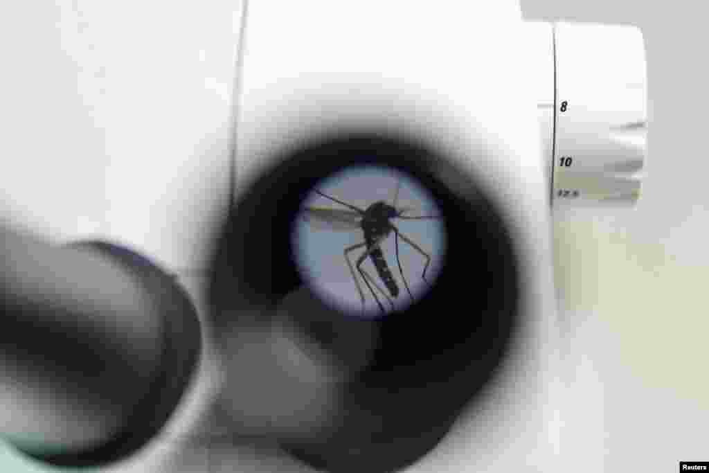 "Es una especie que se está volviendo más común con el cambio climático... Hay un entorno favorable para su desarrollo durante períodos más largos de tiempo a lo largo del año y sus poblaciones están aumentando", dijo Vicente Dalmau del departamento de salud, agricultura y pesca de la región de Valencia.