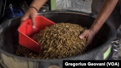 Proses pengeringan maggot yang akan digunakan untuk pakan ternak. (Foto: VOA/Gregorius Geovani)